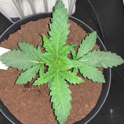 Randy growlog timeline photo