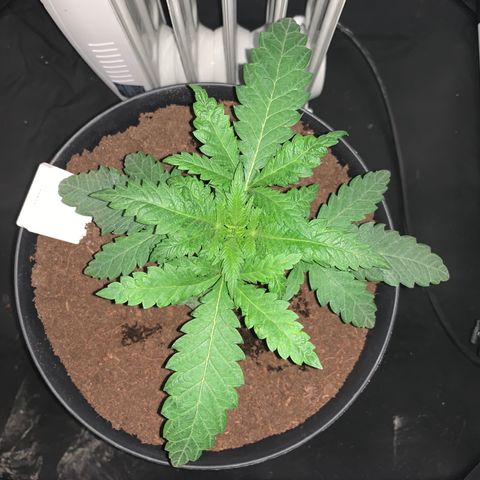 Randy growlog timeline photo