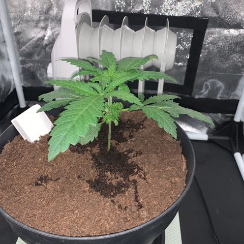 Randy growlog timeline photo
