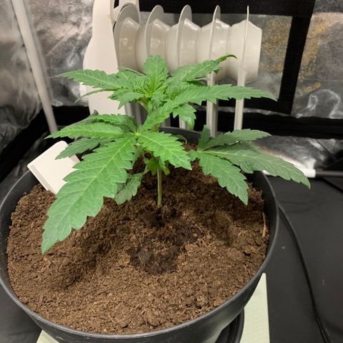 Randy growlog timeline photo