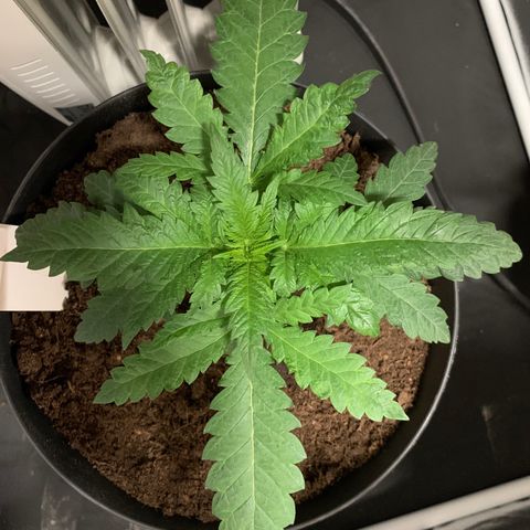 Randy growlog timeline photo