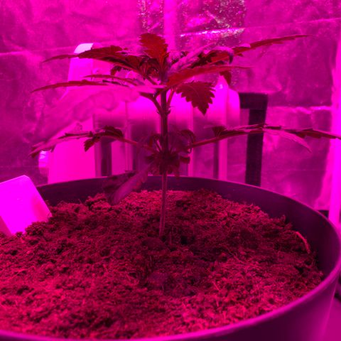 Randy growlog timeline photo
