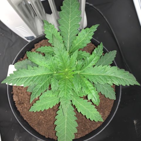 Randy growlog timeline photo