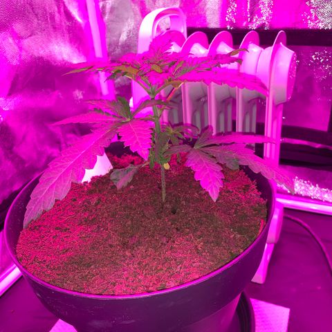 Randy growlog timeline photo