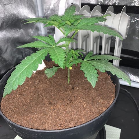 Randy growlog timeline photo