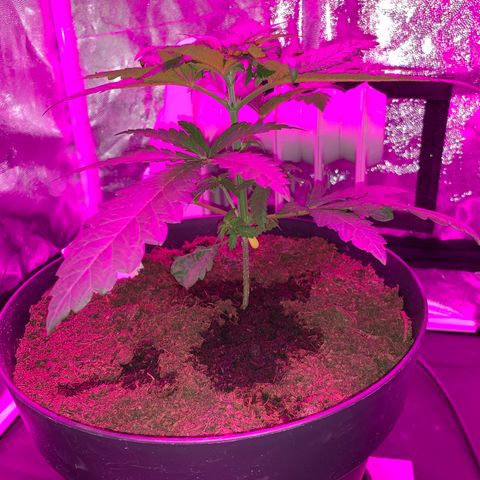 Randy growlog timeline photo