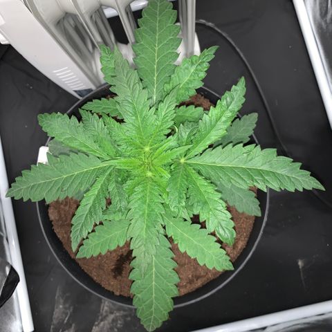 Randy growlog timeline photo