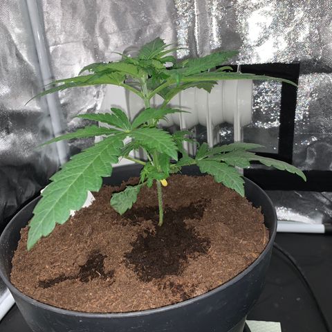 Randy growlog timeline photo