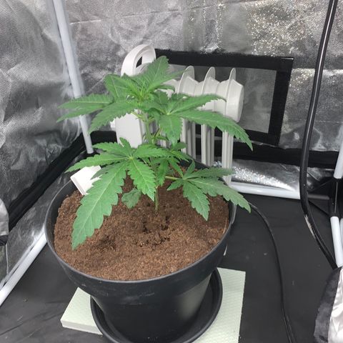 Randy growlog timeline photo