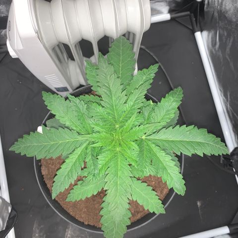 Randy growlog timeline photo