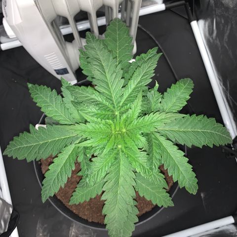 Randy growlog timeline photo