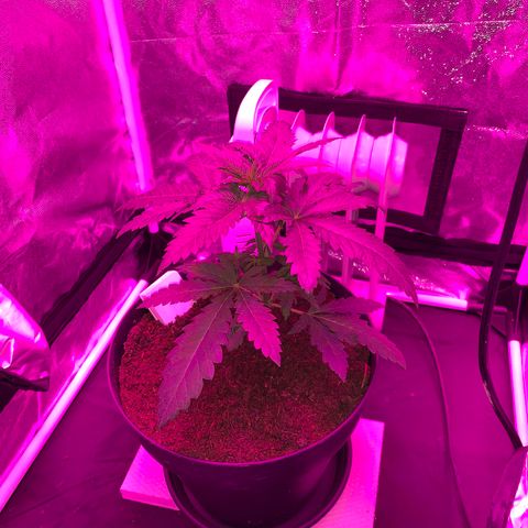 Randy growlog timeline photo