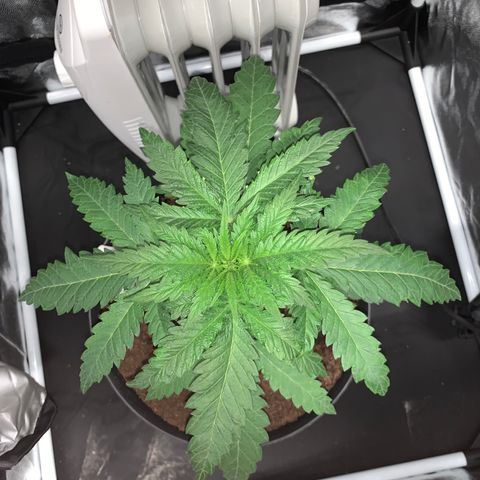 Randy growlog timeline photo