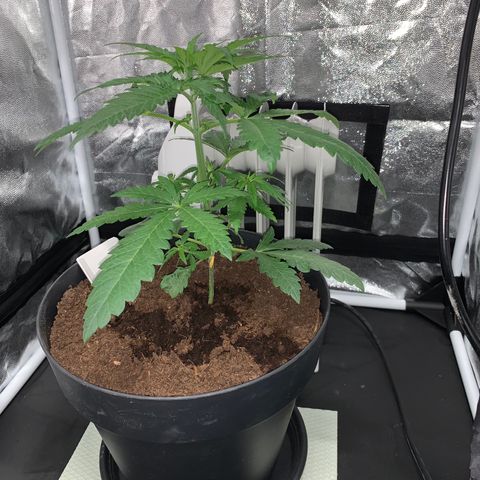Randy growlog timeline photo
