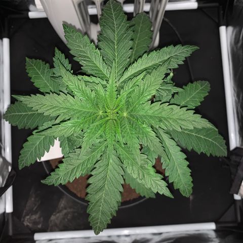 Randy growlog timeline photo