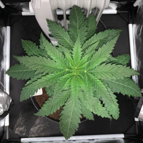 Randy growlog timeline photo