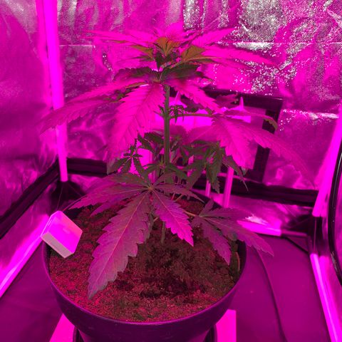Randy growlog timeline photo