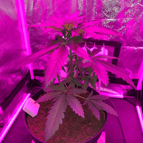 Randy growlog timeline photo