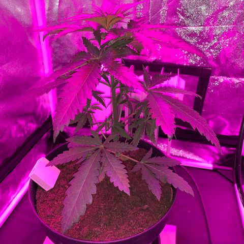 Randy growlog timeline photo