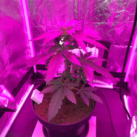 Randy growlog timeline photo