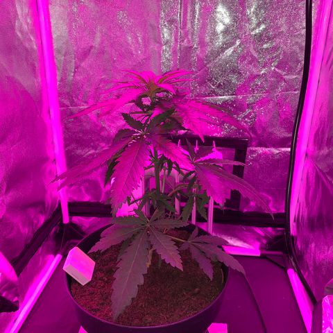 Randy growlog timeline photo