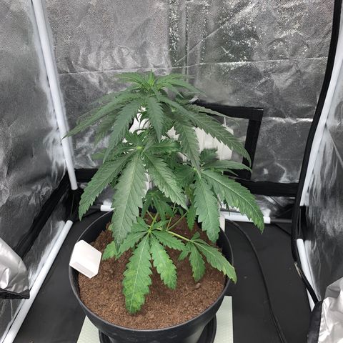 Randy growlog timeline photo