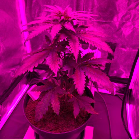 Randy growlog timeline photo