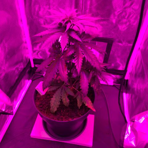 Randy growlog timeline photo