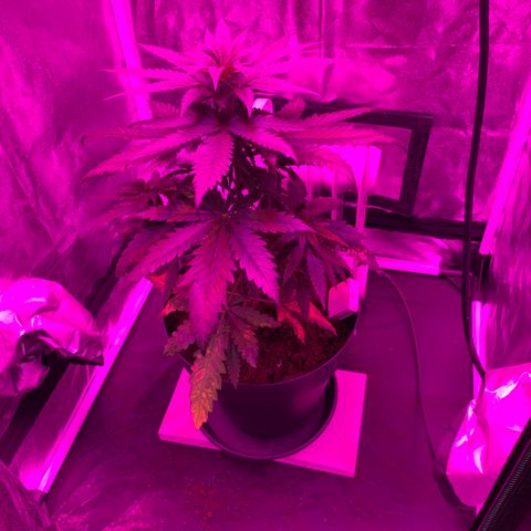 Randy growlog timeline photo