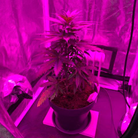 Randy growlog timeline photo