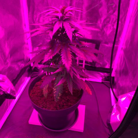 Randy growlog timeline photo