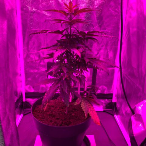Randy growlog timeline photo