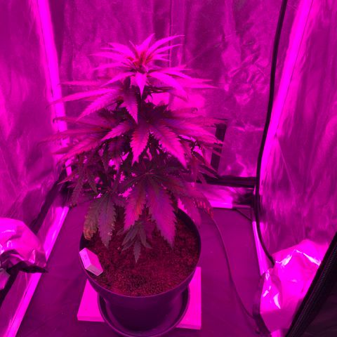 Randy growlog timeline photo