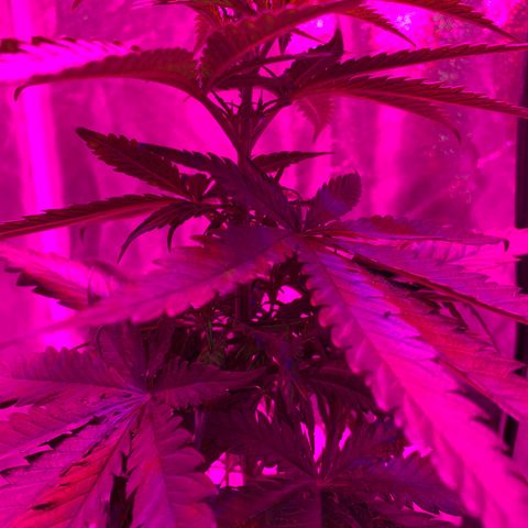 Randy growlog timeline photo