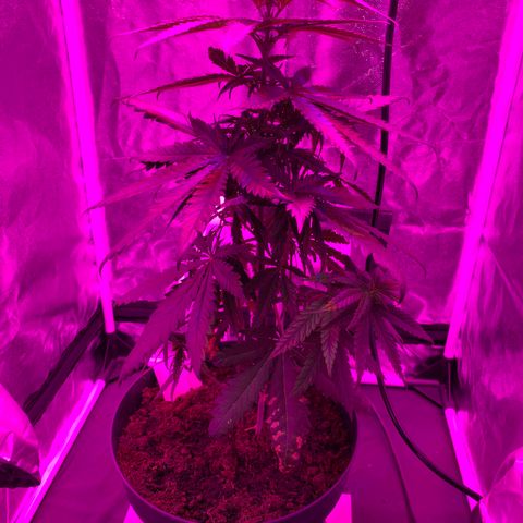Randy growlog timeline photo