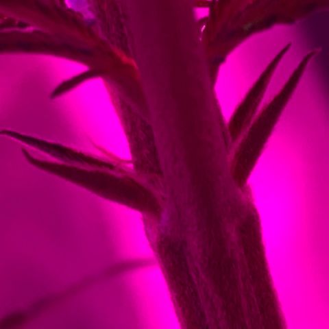 Randy growlog timeline photo