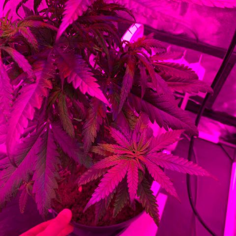 Randy growlog timeline photo