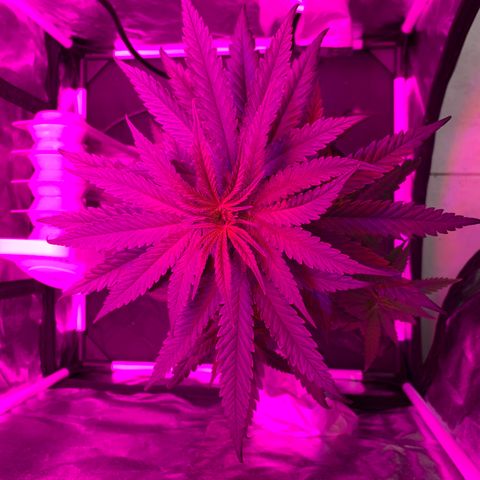 Randy growlog timeline photo
