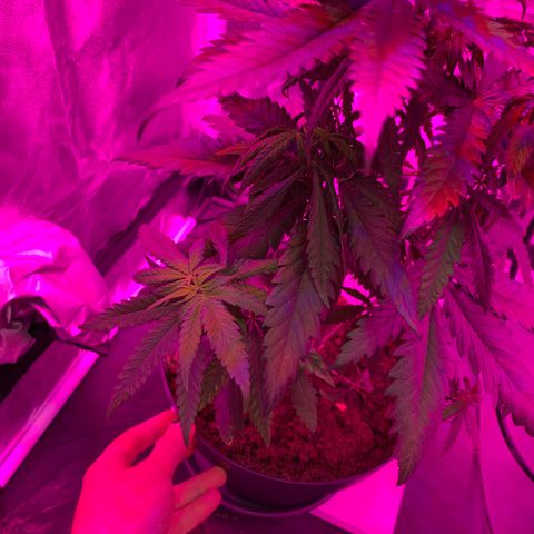 Randy growlog timeline photo