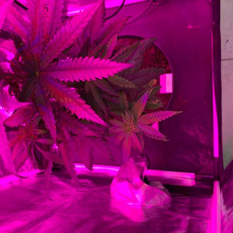 Randy growlog timeline photo