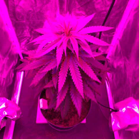Randy growlog timeline photo