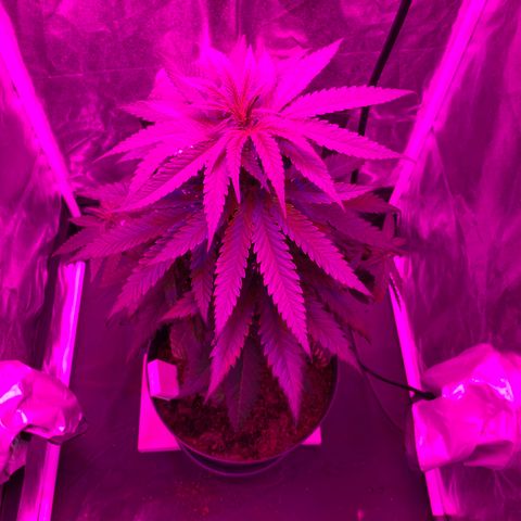 Randy growlog timeline photo