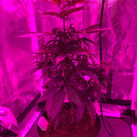 Randy growlog timeline photo