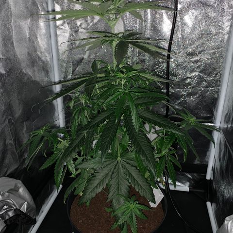 Randy growlog timeline photo