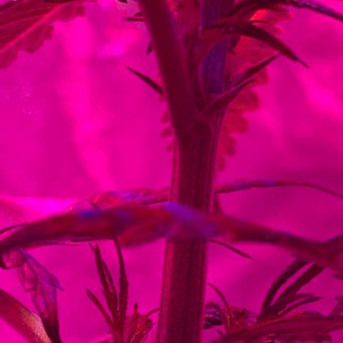 Randy growlog timeline photo