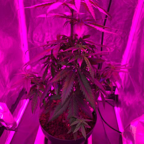 Randy growlog timeline photo