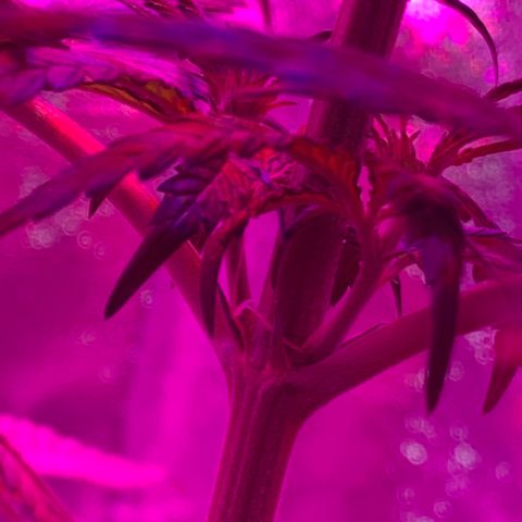 Randy growlog timeline photo