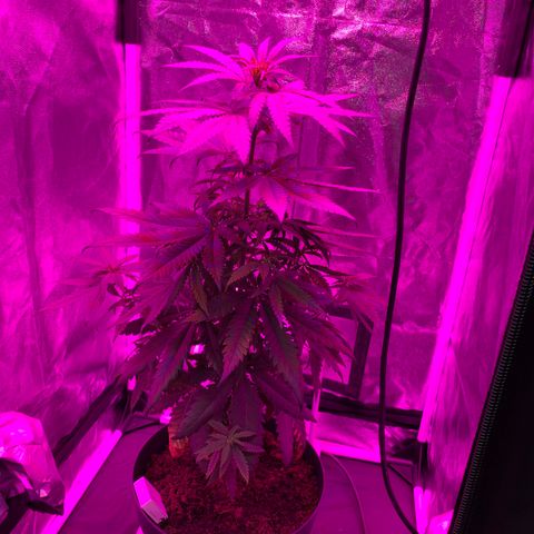 Randy growlog timeline photo