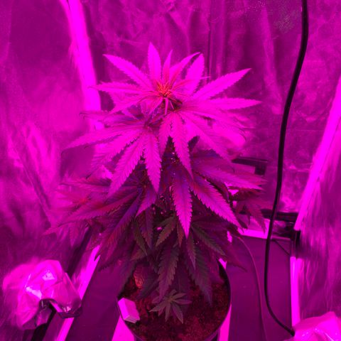 Randy growlog timeline photo