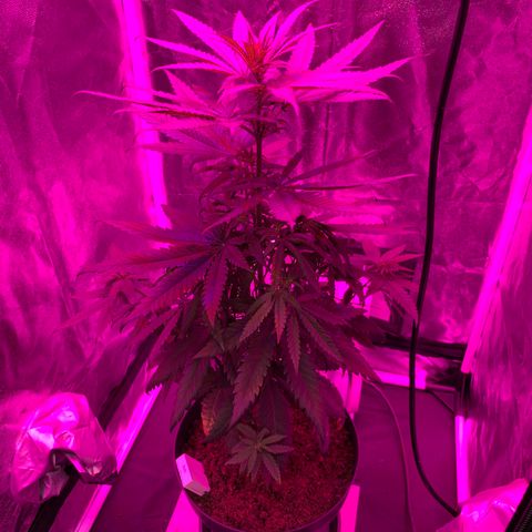 Randy growlog timeline photo